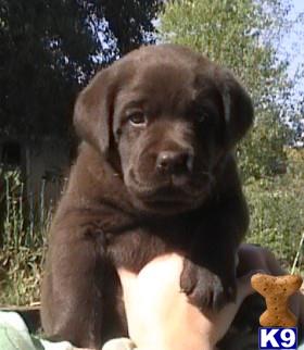 rufflabs Picture 3